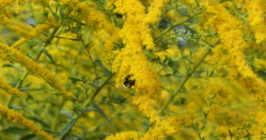 Yellow faced bumblebee pollinating Solidago (Goldenrod) in Victoria Butchart Gardens,British Columbia,Canada.