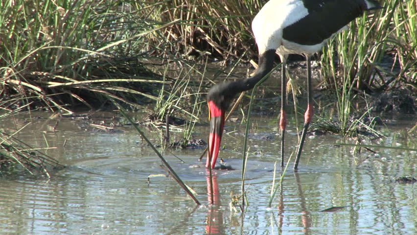 saddle bill stork catches a fish in a pond