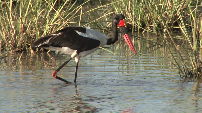 saddle bill stork fishing at a pond of water
