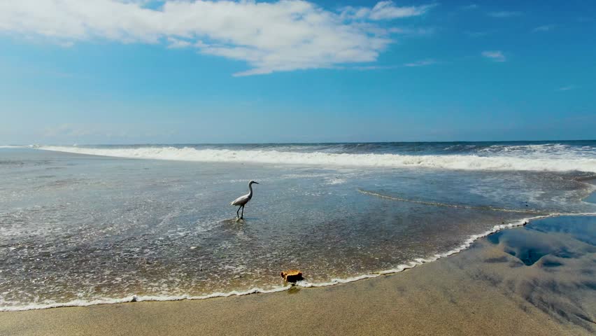 Drone shot tracking a reddish egret hunting and feeding along the shoreline with ocean waves during daylight in Santa Marta Colombia