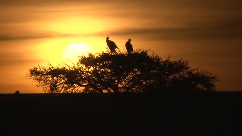 secretary birds reating on an acacia tree in the rising sun