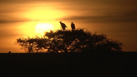 secreary bird in the rising sun 2