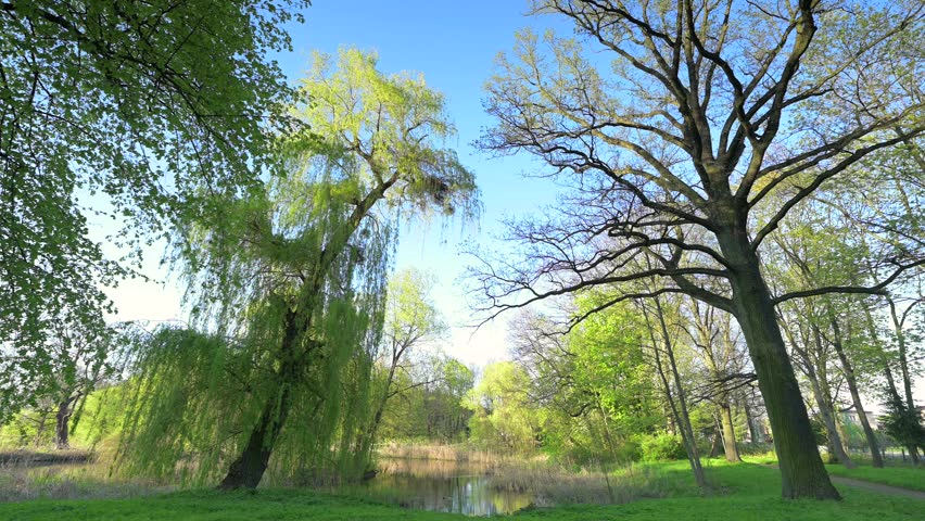 Spring park, fresh green leaves, trees, oak (Quercus)