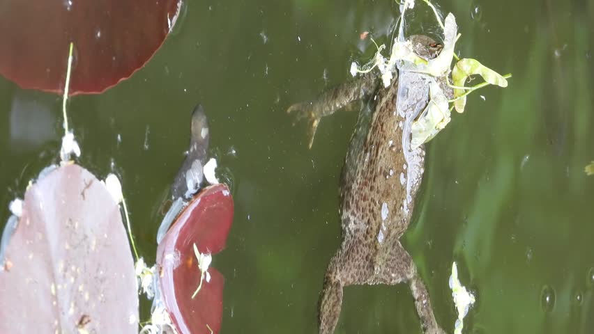 Small frog swimming among water lilies and aquatic plants in a calm pond, beautiful wildlife scene in nature.
