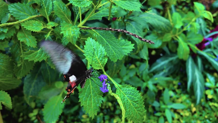 Close up of Mormon butterfly in slow motion captured in stunning 4K resolution.