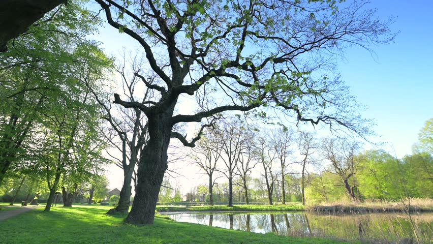 Spring park, fresh green leaves, trees, oak (Quercus)