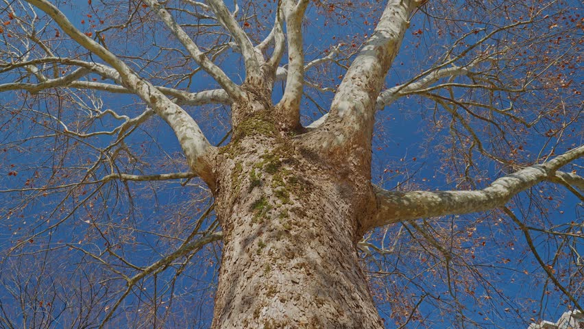 Extreme low-angle static shot looking straight up a massive mottled sycamore trunk, white and tan bark with moss patches, bare branches spreading radially against deep blue winter sky.