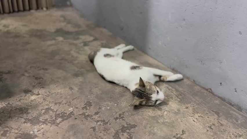 A white and tabby patterned domestic cat lying down on a textured floor. The cat is resting in a sheltered area with a shallow depth of field blurring the background.