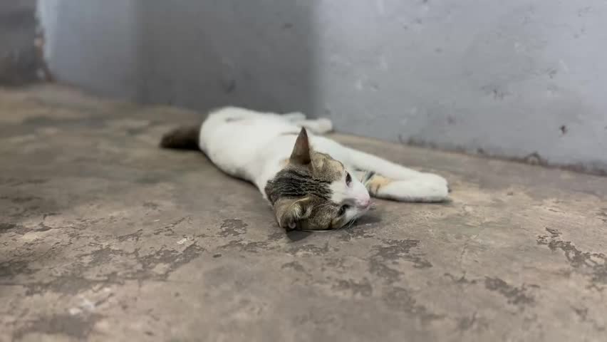 A white and tabby patterned domestic cat lying down on a textured floor. The cat is resting in a sheltered area with a shallow depth of field blurring the background.