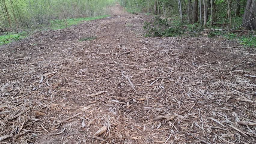 Woodland path heavily covered with chopped wood, twig and mulch. Spring forest landscape showing logging trail, deforestation impact or park maintenance.
