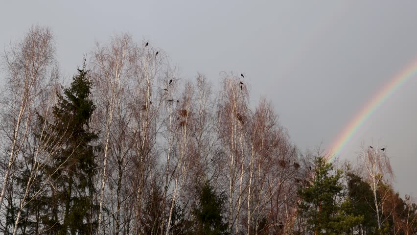 Double rainbow over birch and pine trees with birds sitting on branches