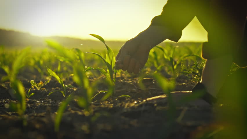 Young agricultural practitioner closely inspects a green corn stalk, evaluating the development of young ears in an open maize farm, exemplifying agronomic practices that enhance farming productivity