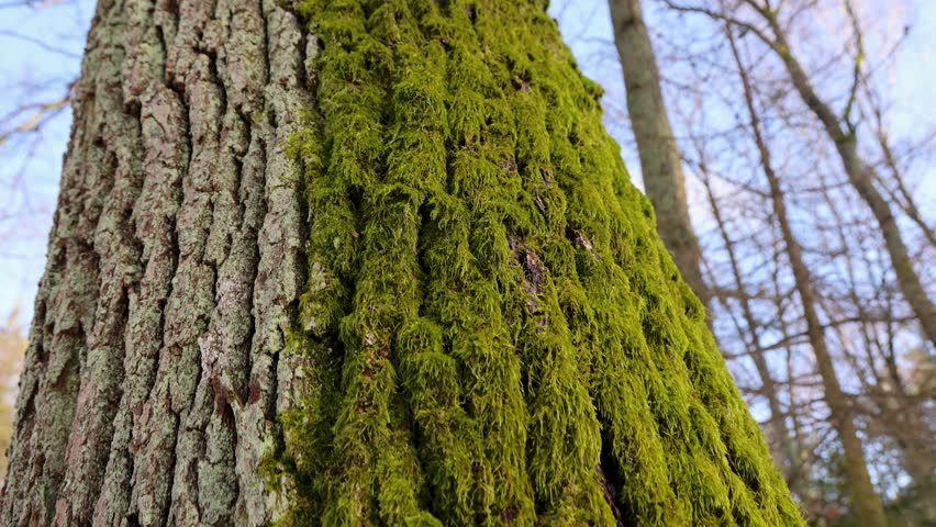 Moss on a tree trunk in Kampinos Forest National Park near Warsaw, Masovia region of Poland, 4k video