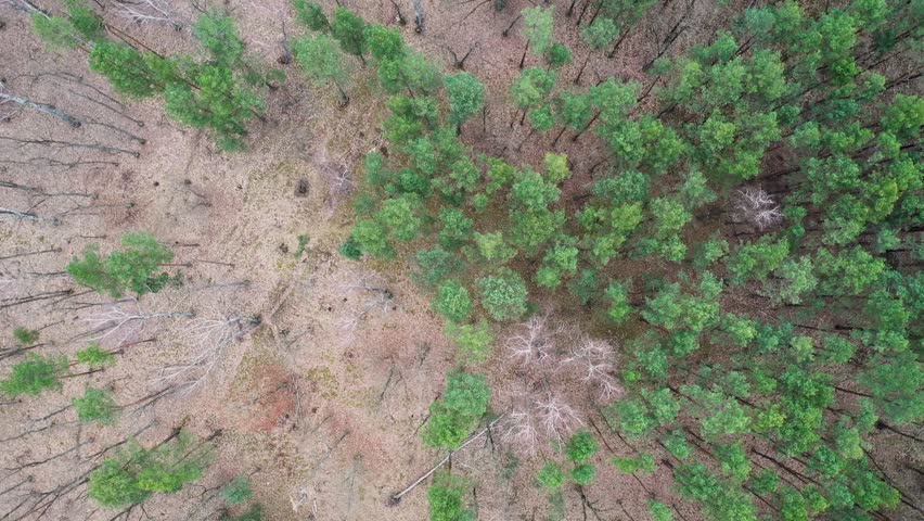 Drone high angle video of mixed forest in Bialoleka district on the edge of Warsaw city, Poland