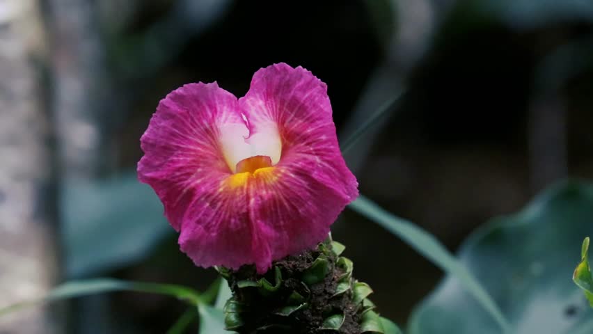 Macro of a pink crepe ginger flower with yellow center blooming in a tropical garden closeup