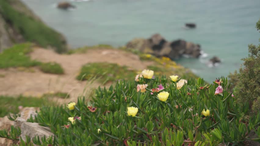 Wide shot of yellow and pink wildflowers growing on a sandy coastal slope with rocky shoreline and calm sea visible in the distance.