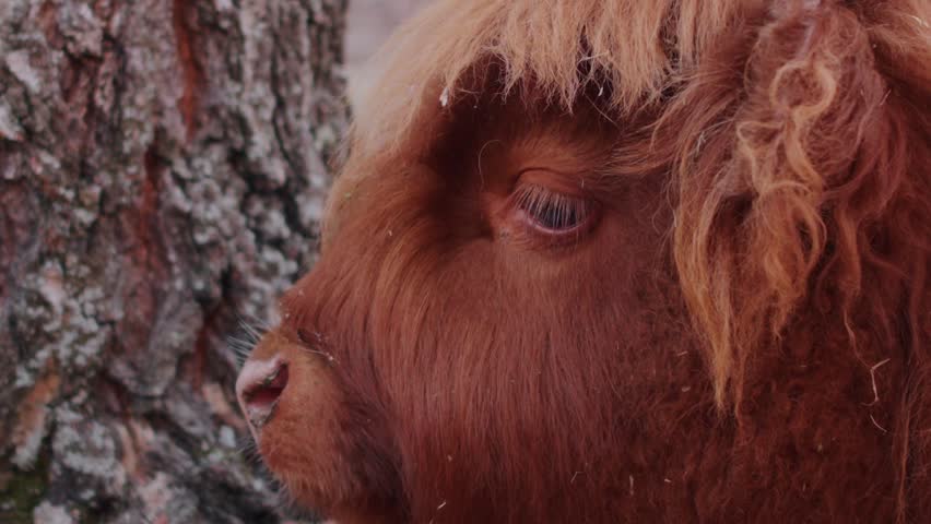 Detailed texture study: red Highland cattle fur in forest