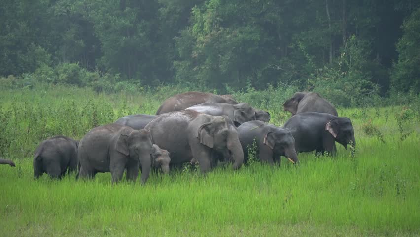 Wild Elephants, The behavior of Asian wild elephants.