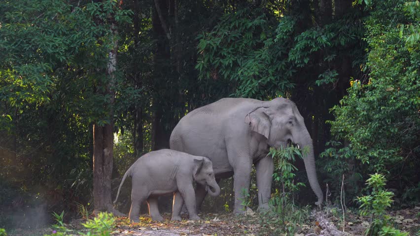 Wild Elephants, The behavior of Asian wild elephants.