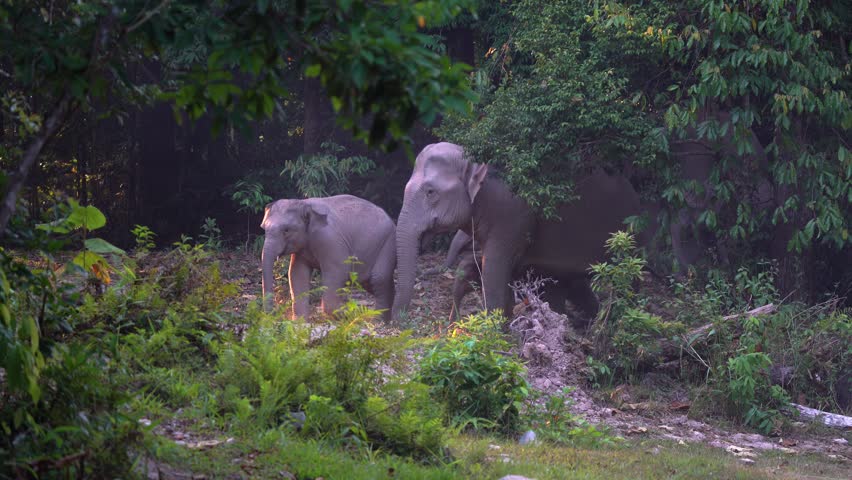 Wild Elephants, The behavior of Asian wild elephants.