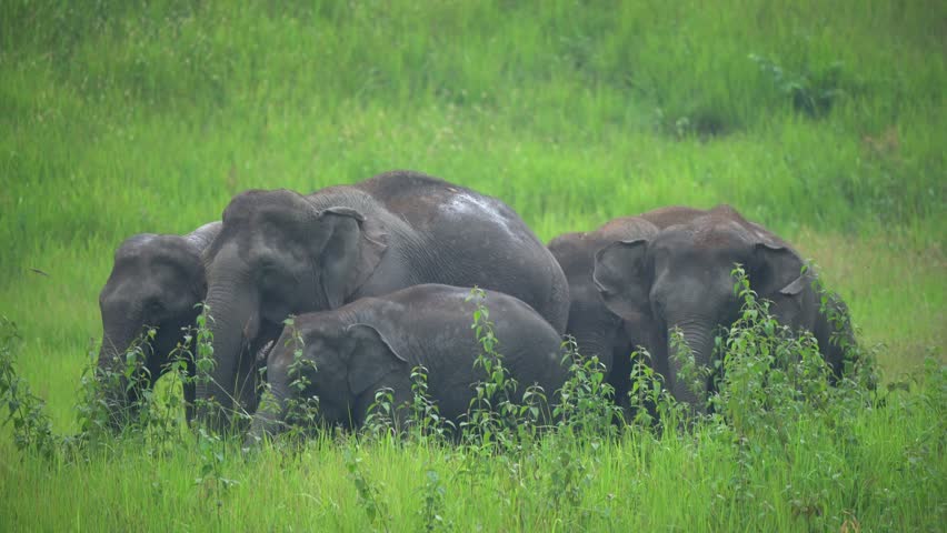 Wild Elephants, The behavior of Asian wild elephants.