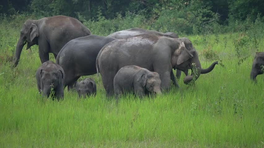 Wild Elephants, The behavior of Asian wild elephants.