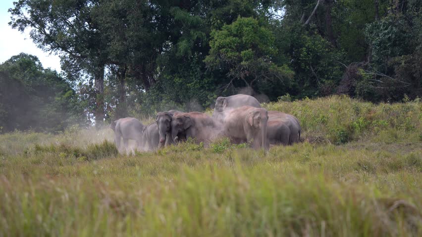 Wild Elephants, The behavior of Asian wild elephants.