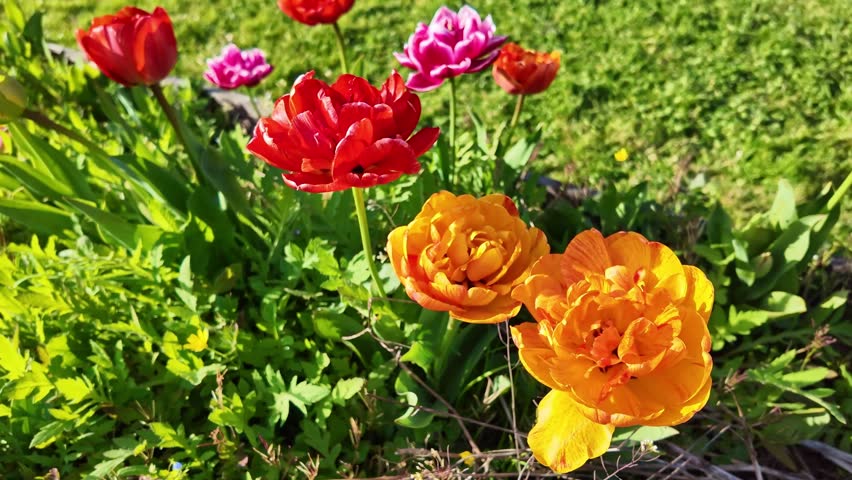 Bright orange and red tulips blooming beautifully in sunny spring garden environment.