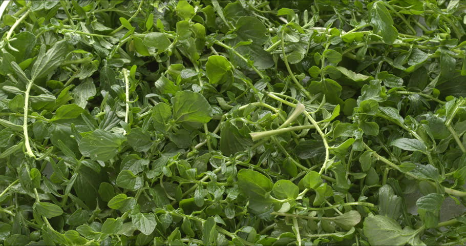 Freshly harvested American land cress leaves as a background. Land cress is a good substitute for watercress; it can be used in sandwiches, salads, and cooked.