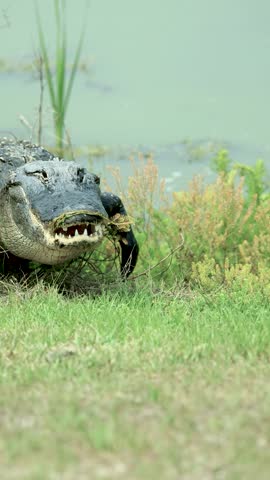 Alligators With Open Mouths Silly Mustache 