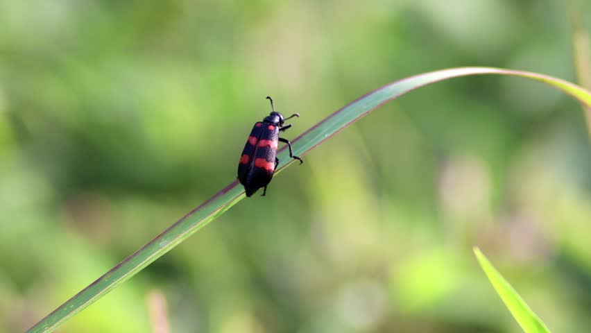 Macro shot of a bright black and red Poisonous Blister Beetle, Mylabris pustulata
