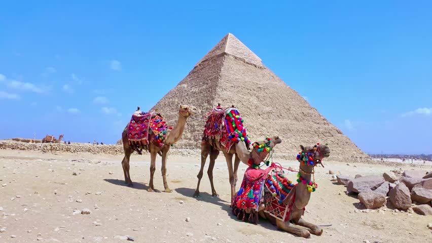 Camels with colorful Egyptian traditional saddles resting in the desert with the great pyramid of giza in the background