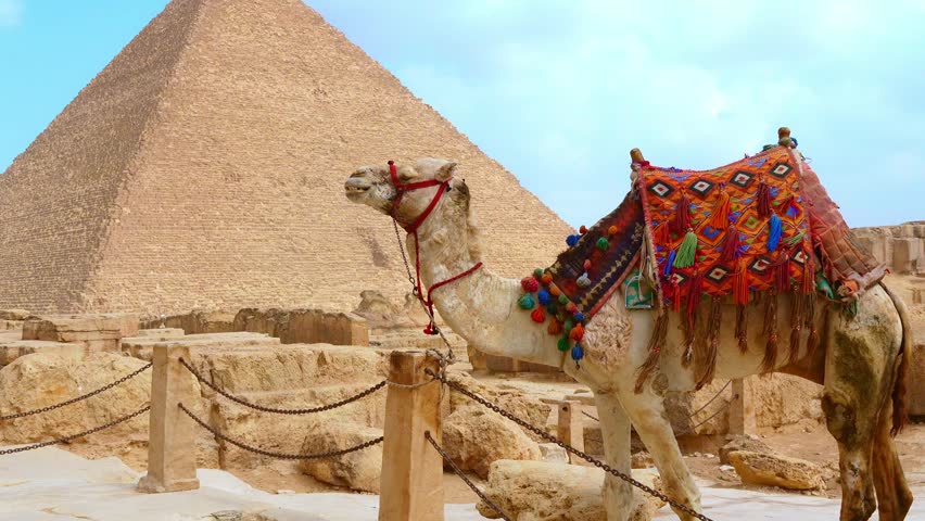 Saddled camel resting near the ancient ruins of the giza pyramid complex, in Cairo. An iconic egyptian landscape with a dromedary in the desert