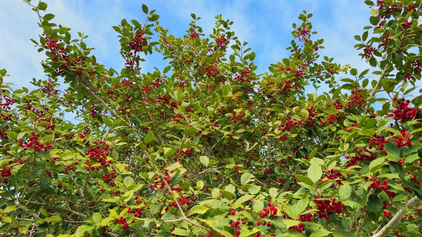A tree with green leaves and red berries against blue sky with clouds
