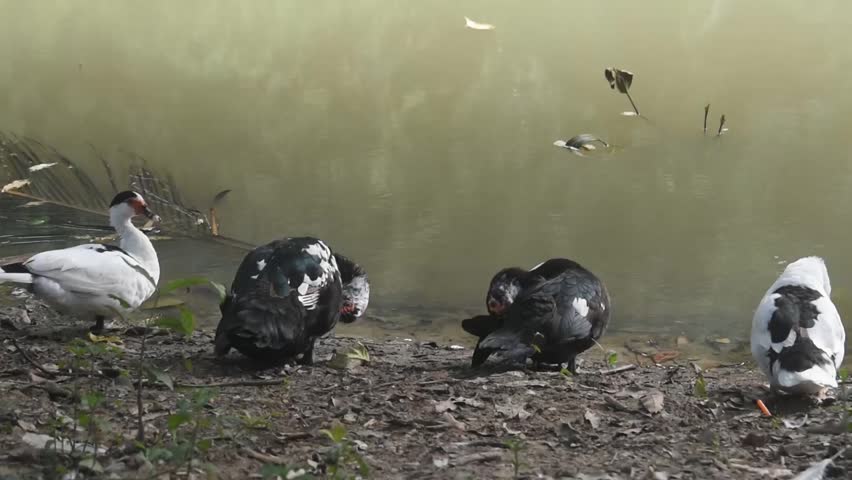 Ducks with black and white plumage resting on the shore of a calm pond.