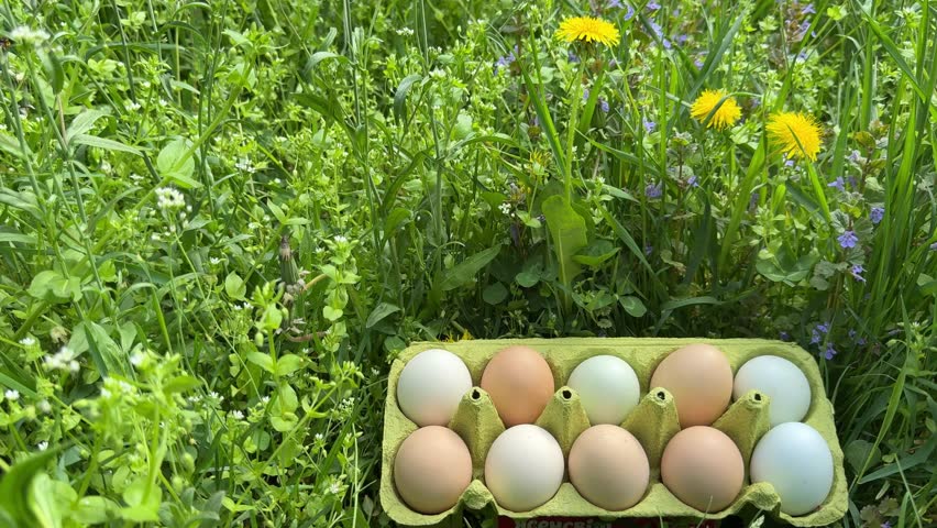 Free range eggs in the grass.