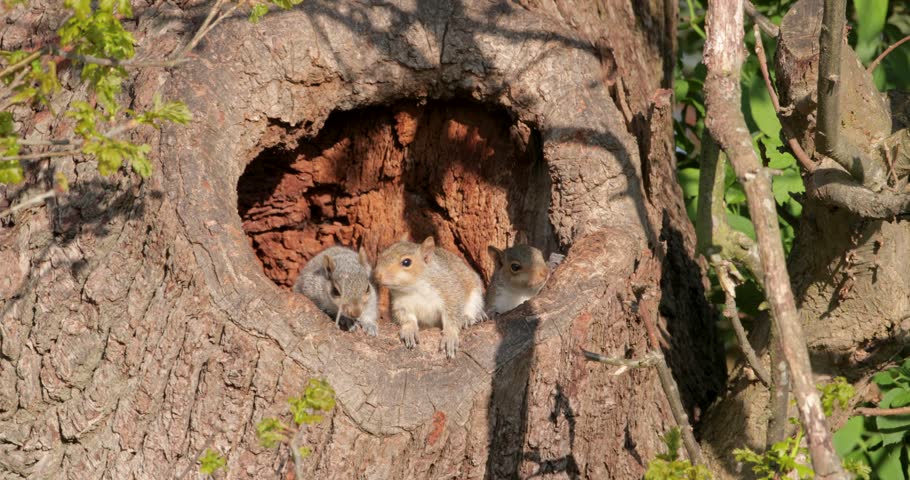 Playful juvenile Eastern grey squirrels cuddling near tree trunk nest hole on a sunny woodland day.