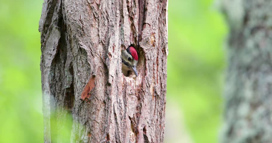 Juvenile great spotted woodpecker (Dendrocopos major) with distinctive red crown peering out from a tree cavity nest in the UK, showcasing early life stage and natural nesting behavior.