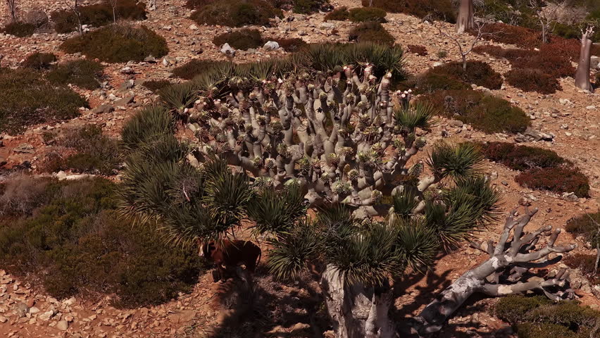 Aerial view of blooming dracaena cinnabari dragon blood tree