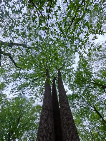 Three tall, straight trees growing side by side in a forest. Hartshorne Woods Park, New Jersey, USA