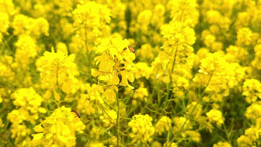 Yellow canola flower and bees buzzing around it.