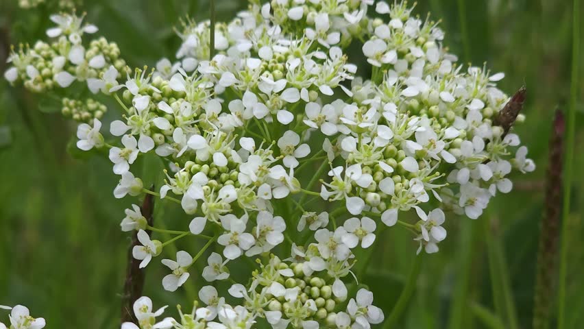 A white-flowered plant of the wild cress species.
