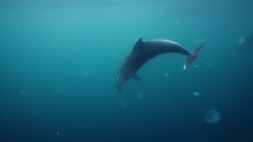 Underwater video. A dolphin in the Black Sea swims next to its neighbors and collects fish. High quality 4k footage
