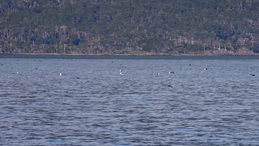 Coastal Birds Gliding Near Waterline Along Shore