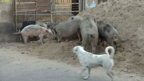 dirty pigs group in street, Jaipur,Rajasthan,India