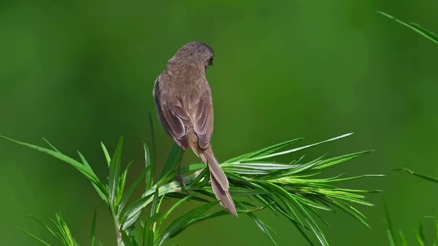 Close up of a small brown warbler songbird perched on vibrant green plant leaves against a smooth blurred natural green background.