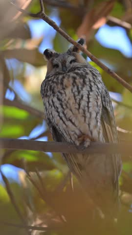 Close up portrait of a majestic wild long-eared owl with bright orange eyes resting quietly on a tree branch in a natural forest environment.