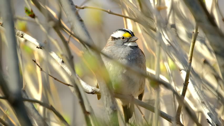 White-throated Sparrow Resting on Tree Branch in Evening Light Close-Up Video