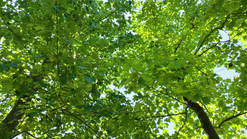Looking up at a tulip tree and sunbeams in a summer park