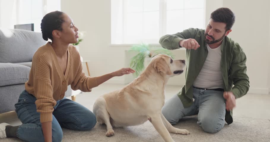 Couple owners training dog at home with treat. Friendly Labrador sits up for reward, creating a warm scene of affection and playful trick. Concept shows family love and pet companionship.